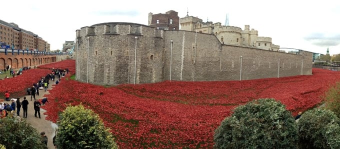 Tower Of London Poppies